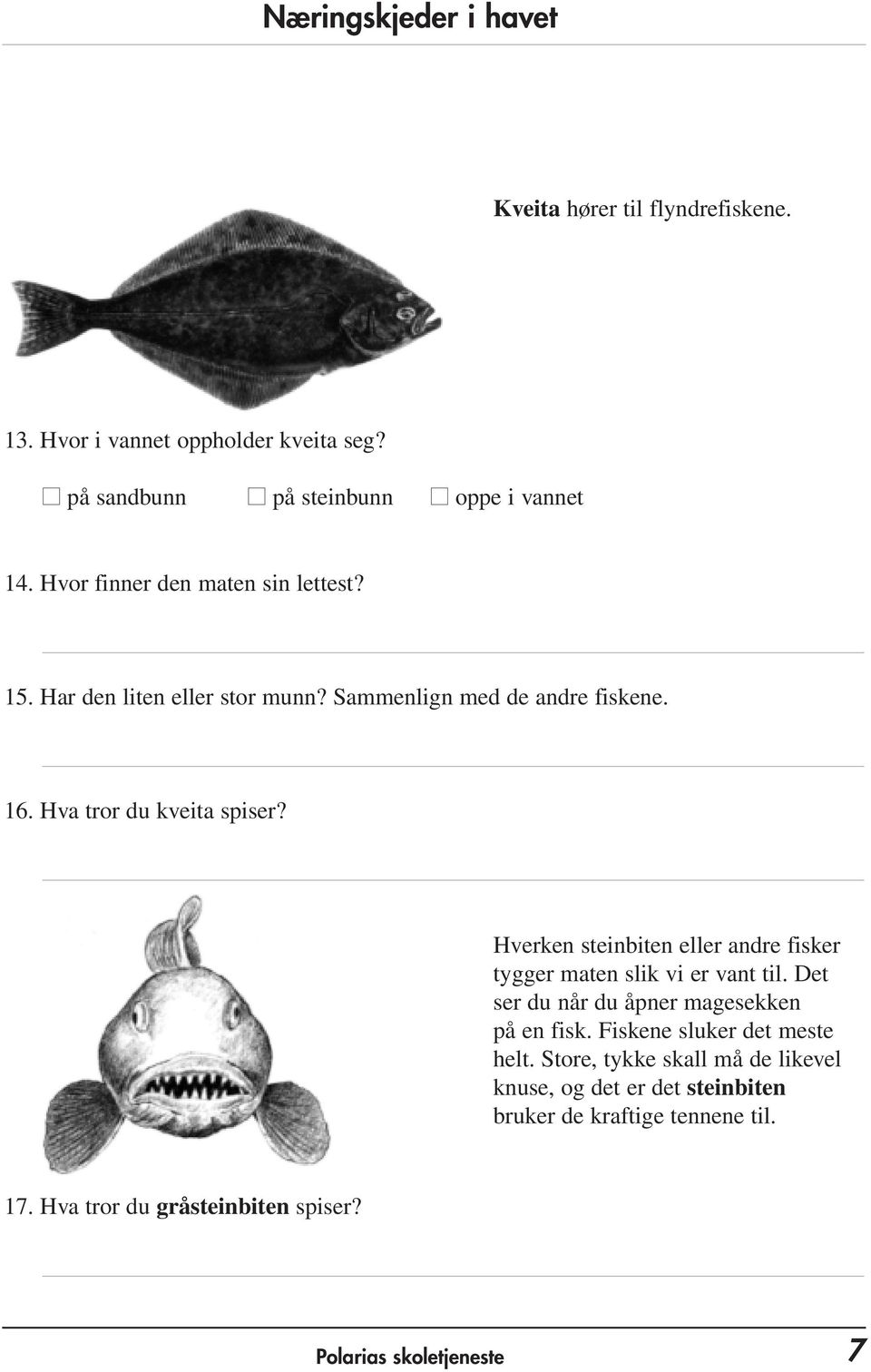 Hverken steinbiten eller andre fisker tygger maten slik vi er vant til. Det ser du når du åpner magesekken på en fisk.