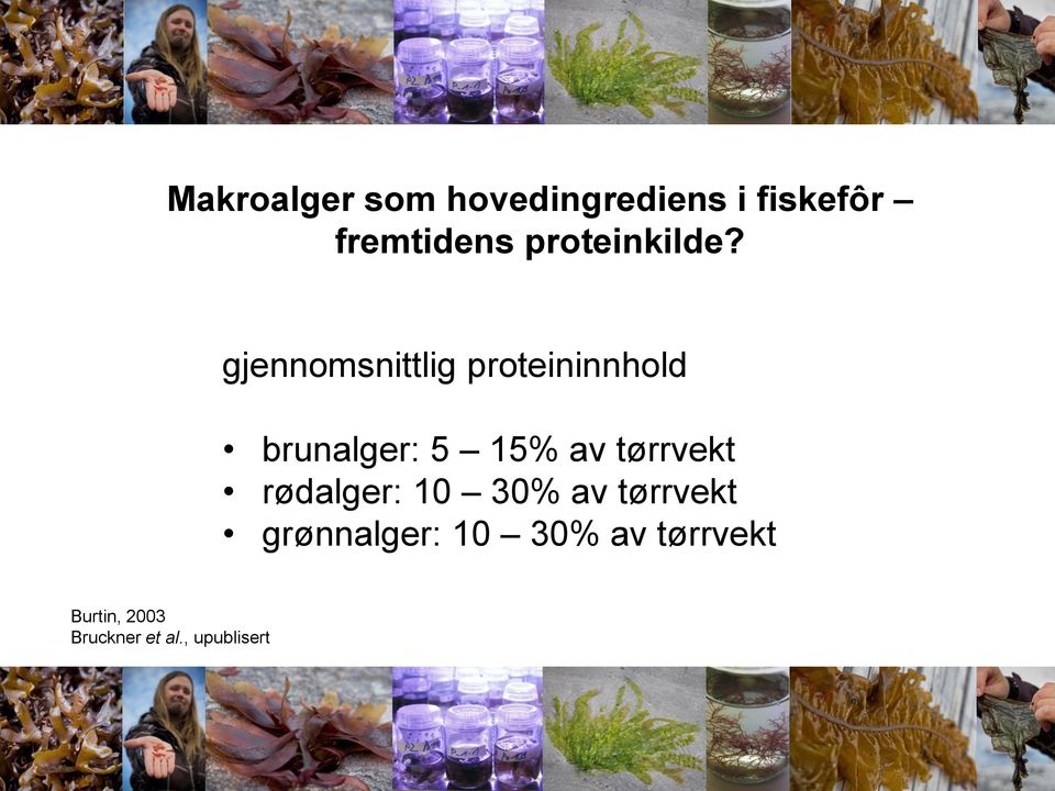 gjennomsnittlig proteininnhold brunalger: 5 15% av