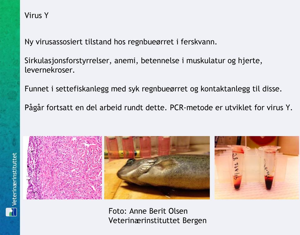 Funnet i settefiskanlegg med syk regnbueørret og kontaktanlegg til disse.