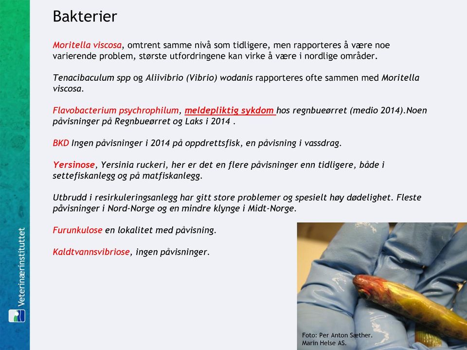 Noen påvisninger på Regnbueørret og Laks i 2014. BKD Ingen påvisninger i 2014 på oppdrettsfisk, en påvisning i vassdrag.