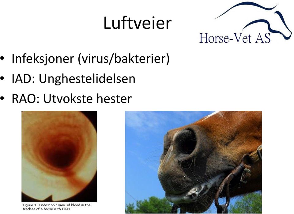 (virus/bakterier)