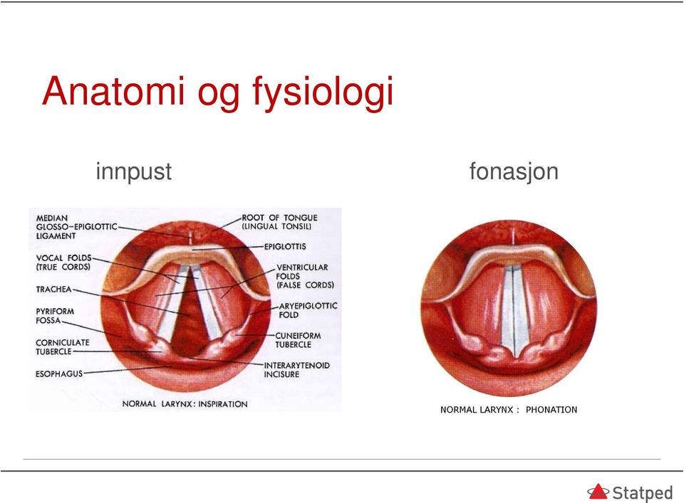 fysioli