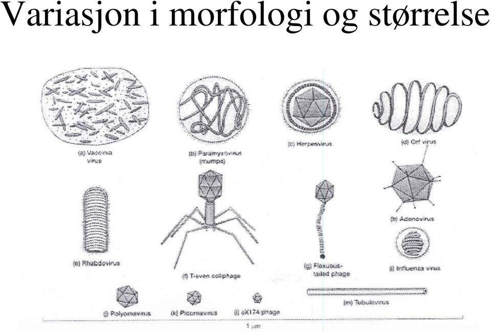 morfolog