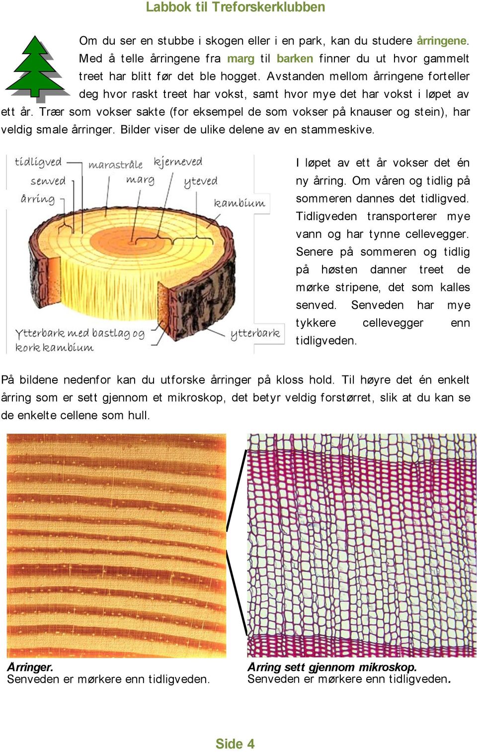 Trær som vokser sakte (for eksempel de som vokser på knauser og stein), har veldig smale årringer. Bilder viser de ulike delene av en stammeskive. margstråle I løpet av ett år vokser det én ny årring.