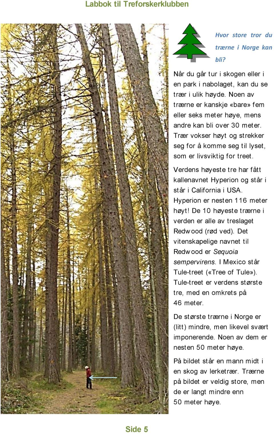 Verdens høyeste tre har fått kallenavnet Hyperion og står i står i California i USA. Hyperion er nesten 116 meter høyt! De 10 høyeste trærne i verden er alle av treslaget Redw ood (rød ved).