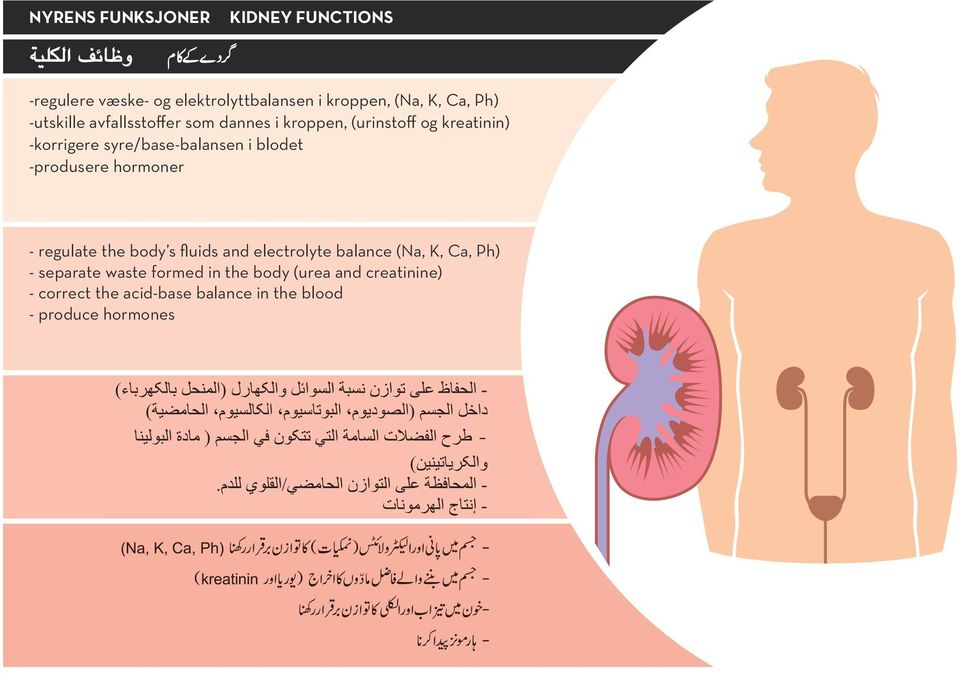 blodet -produsere hormoner - regulate the body s fluids and electrolyte balance (Na, K, Ca, Ph) - separate