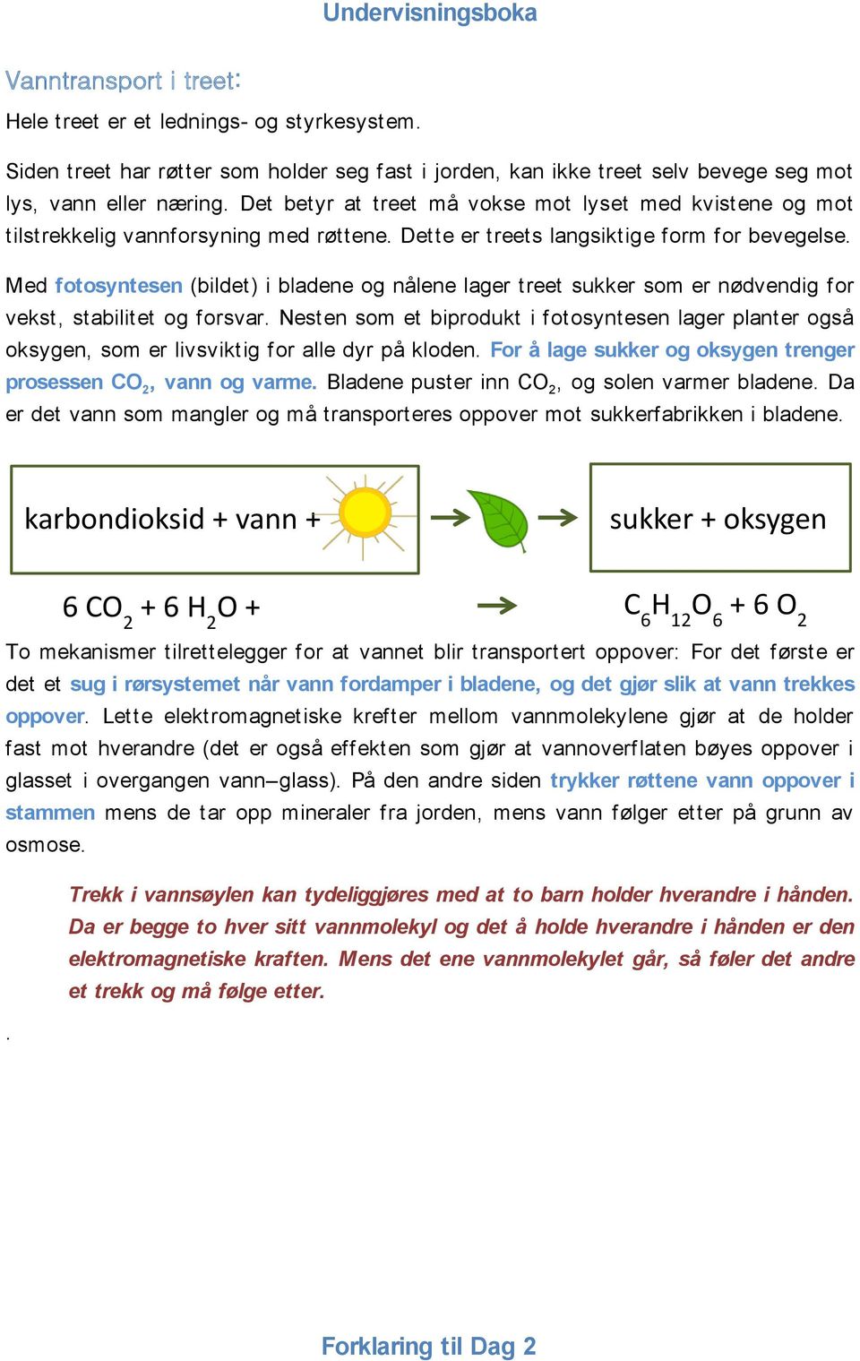 Med fotosyntesen (bildet) i bladene og nålene lager treet sukker som er nødvendig for vekst, stabilitet og forsvar.