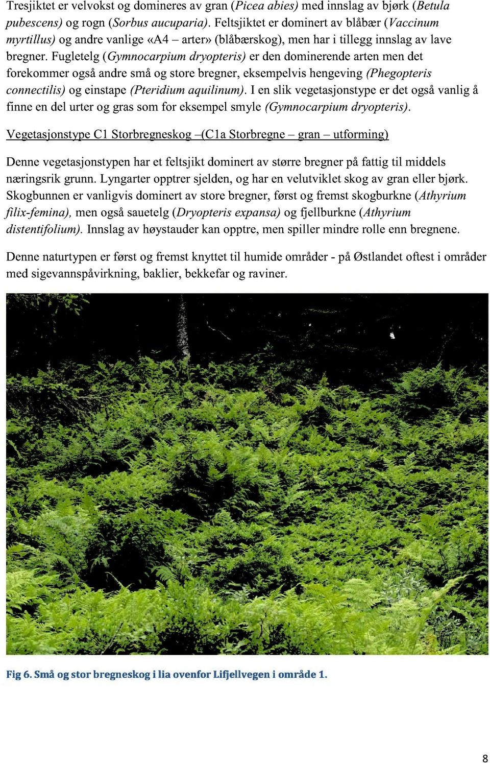 fugletelg(gymnocarpiumdryopteris)er dendominerendeartenmendet forekommerogsåandresmåog storebregner,eksempelvishengeving(phegopteris connectilis)og einstape(pteridiumaquilinum).