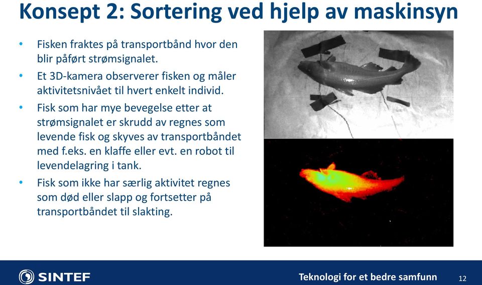 Fisk som har mye bevegelse etter at strømsignalet er skrudd av regnes som levende fisk og skyves av transportbåndet med f.