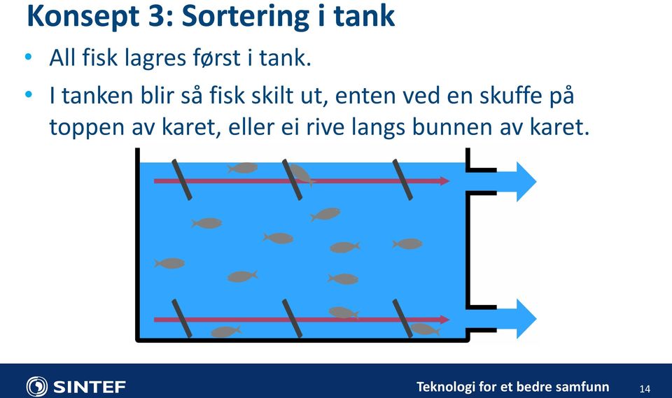 I tanken blir så fisk skilt ut, enten ved