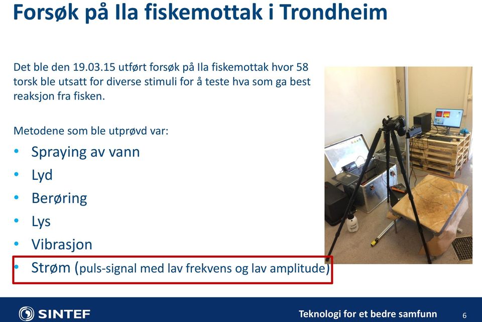 stimuli for å teste hva som ga best reaksjon fra fisken.