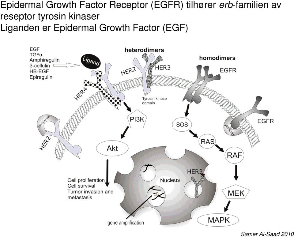 reseptor tyrosin kinaser Liganden er