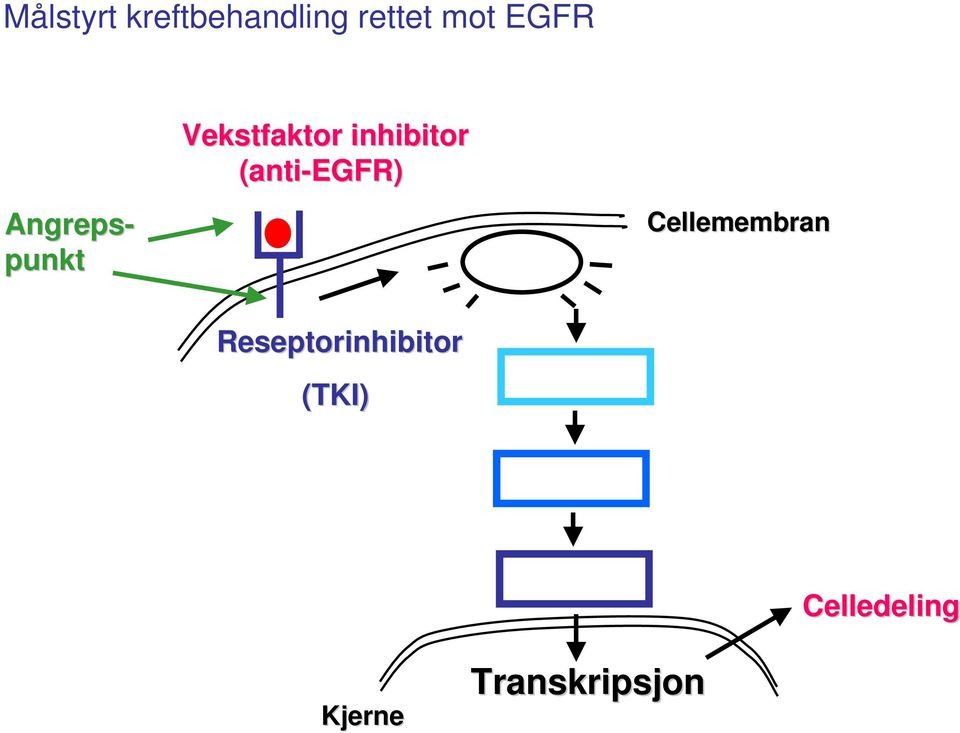 (anti-egfr) Cellemembran