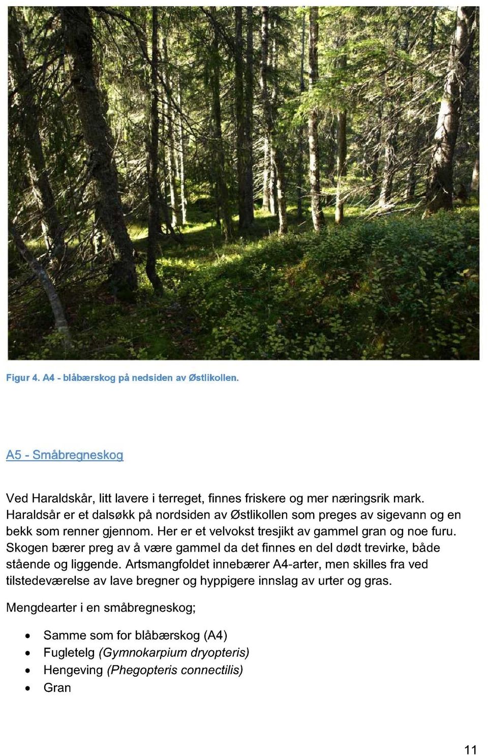 Skogen bærer preg av å være gammel da det finnes en del dødt trevirke, både stående og liggende.