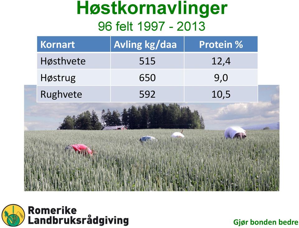 kg/daa Protein % Høsthvete