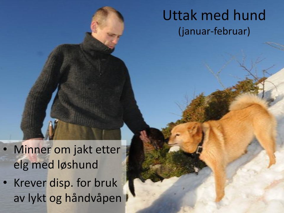 jakt etter elg med løshund