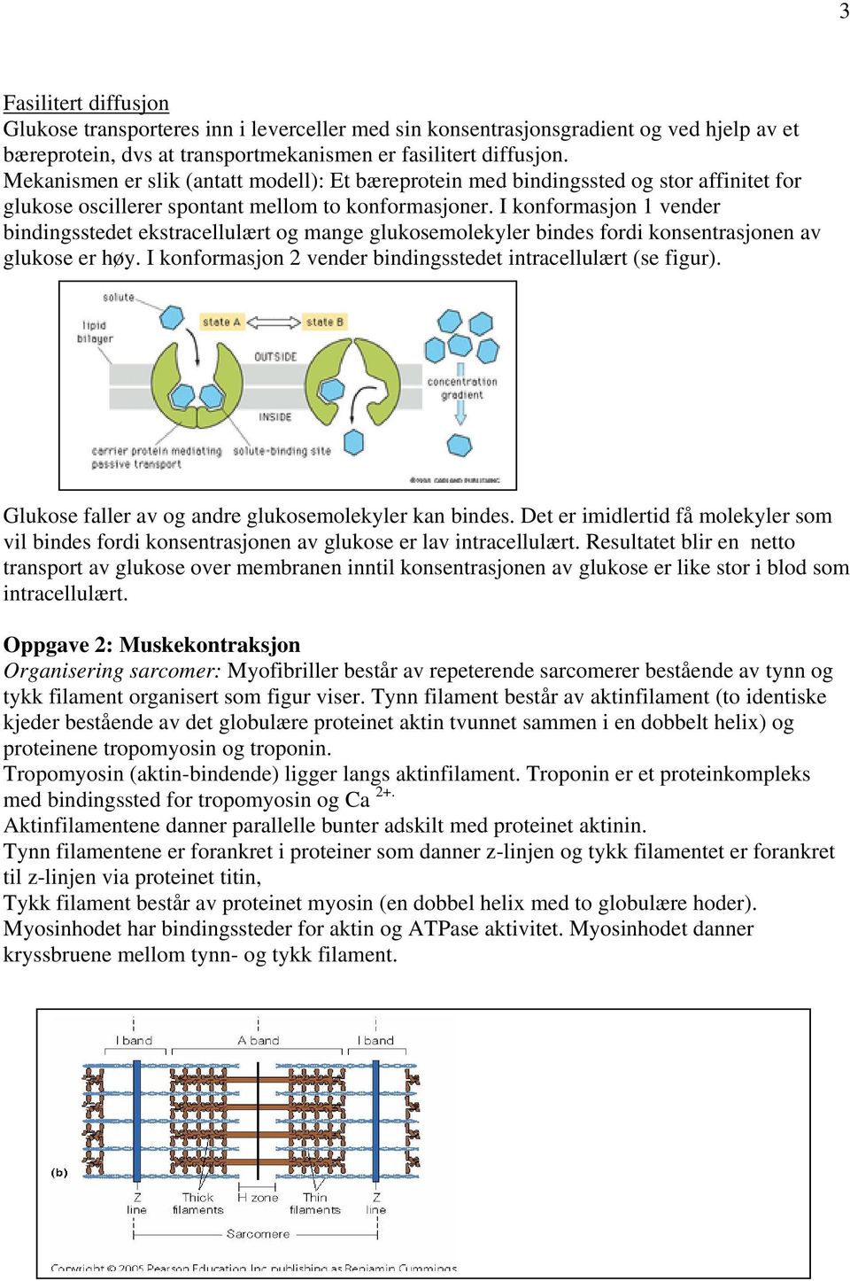 I konformasjon 1 vender bindingsstedet ekstracellulært og mange glukosemolekyler bindes fordi konsentrasjonen av glukose er høy. I konformasjon 2 vender bindingsstedet intracellulært (se figur).