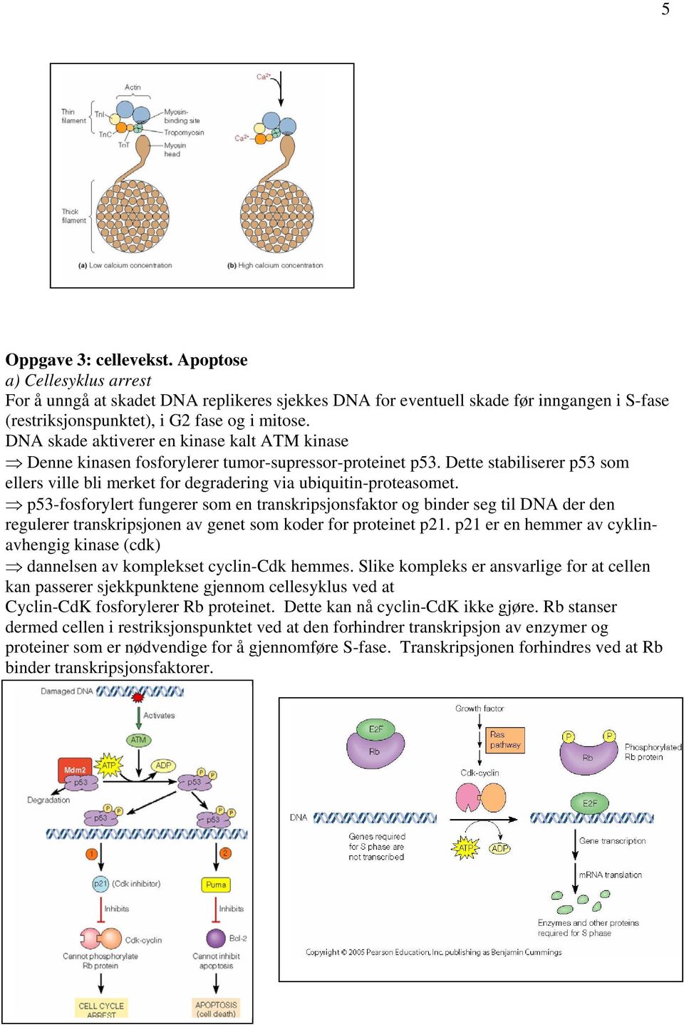 p53-fosforylert fungerer som en transkripsjonsfaktor og binder seg til DNA der den regulerer transkripsjonen av genet som koder for proteinet p21.