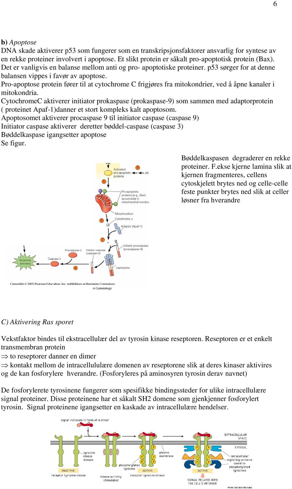 Pro-apoptose protein fører til at cytochrome C frigjøres fra mitokondrier, ved å åpne kanaler i mitokondria.