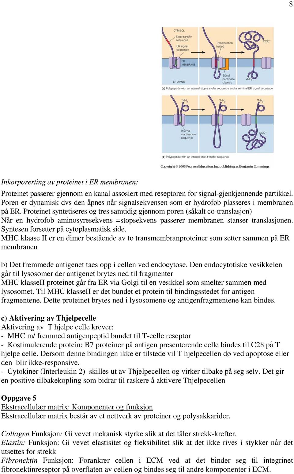 Proteinet syntetiseres og tres samtidig gjennom poren (såkalt co-translasjon) Når en hydrofob aminosyresekvens =stopsekvens passerer membranen stanser translasjonen.