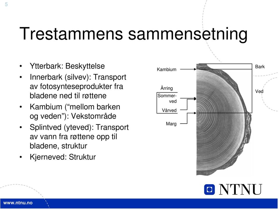 veden ): Vekstområde Splintved (yteved): Transport av vann fra røttene opp til