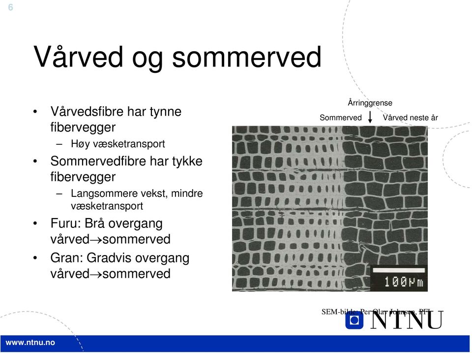 mindre væsketransport Furu: Brå overgang vårved sommerved Gran: Gradvis