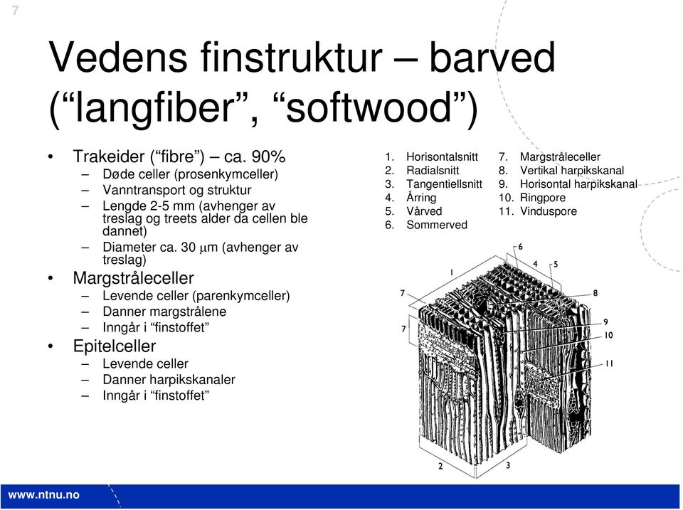 30 μm (avhenger av treslag) Margstråleceller Levende celler (parenkymceller) Danner margstrålene Inngår i finstoffet Epitelceller Levende celler