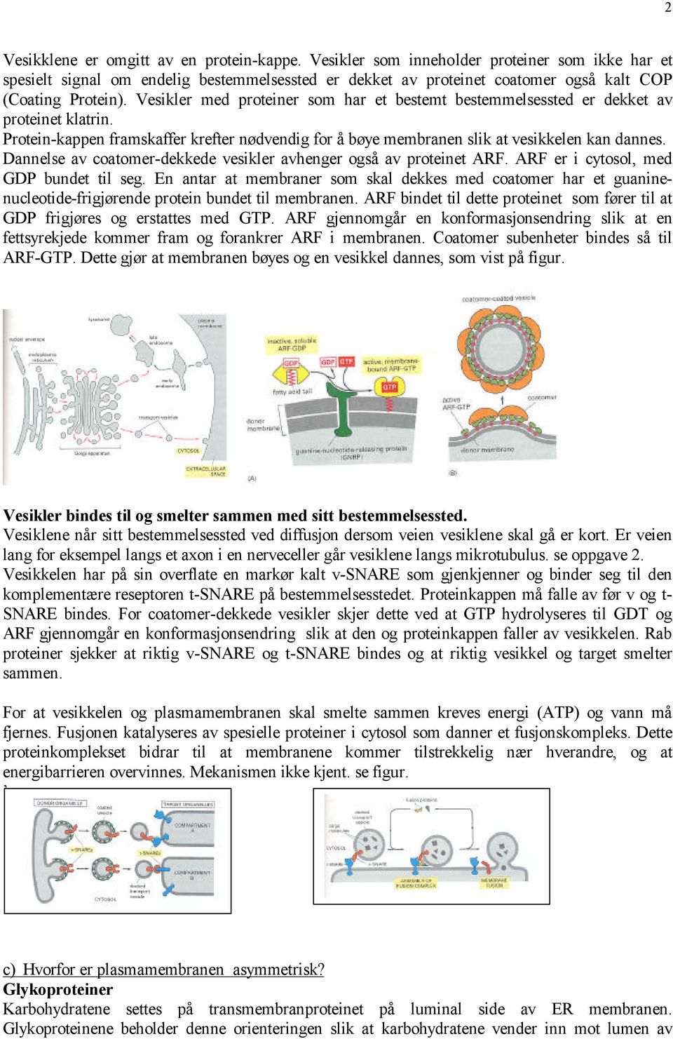 Vesikler med proteiner som har et bestemt bestemmelsessted er dekket av proteinet klatrin. Protein-kappen framskaffer krefter nødvendig for å bøye membranen slik at vesikkelen kan dannes.