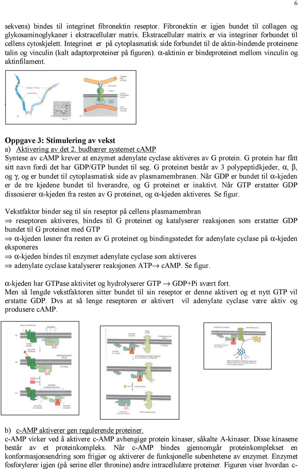 Integrinet er på cytoplasmatisk side forbundet til de aktin-bindende proteinene talin og vinculin (kalt adaptorproteiner på figuren). α-aktinin er bindeproteinet mellom vinculin og aktinfilament.