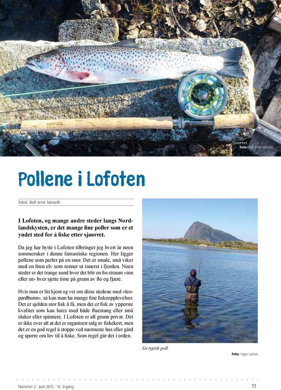 Da jeg har hytte i Lofoten tilbringer jeg hvert år noen sommeruker i denne fantastiske regionen. Her ligger pollene som perler på en snor.