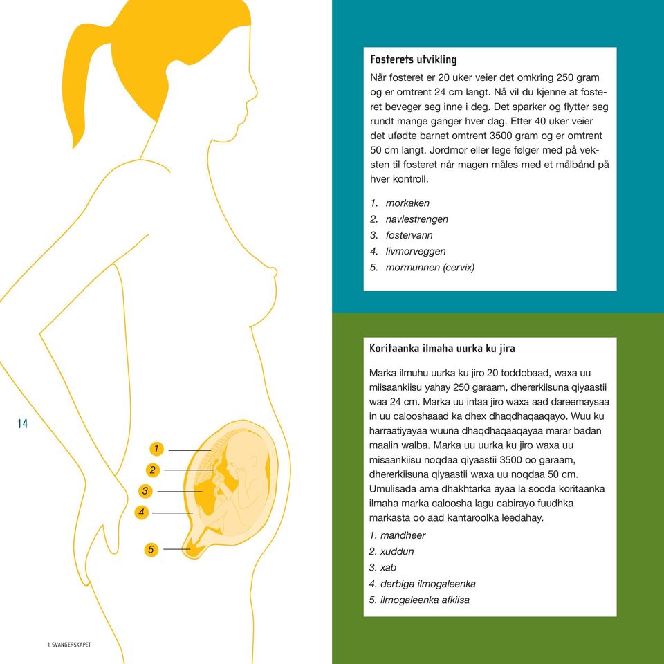 Jordmor eller lege følger med på veksten til fosteret når magen måles med et målbånd på hver kontroll. 1. morkaken 2. navlestrengen 3. fostervann 4. livmorveggen 5.