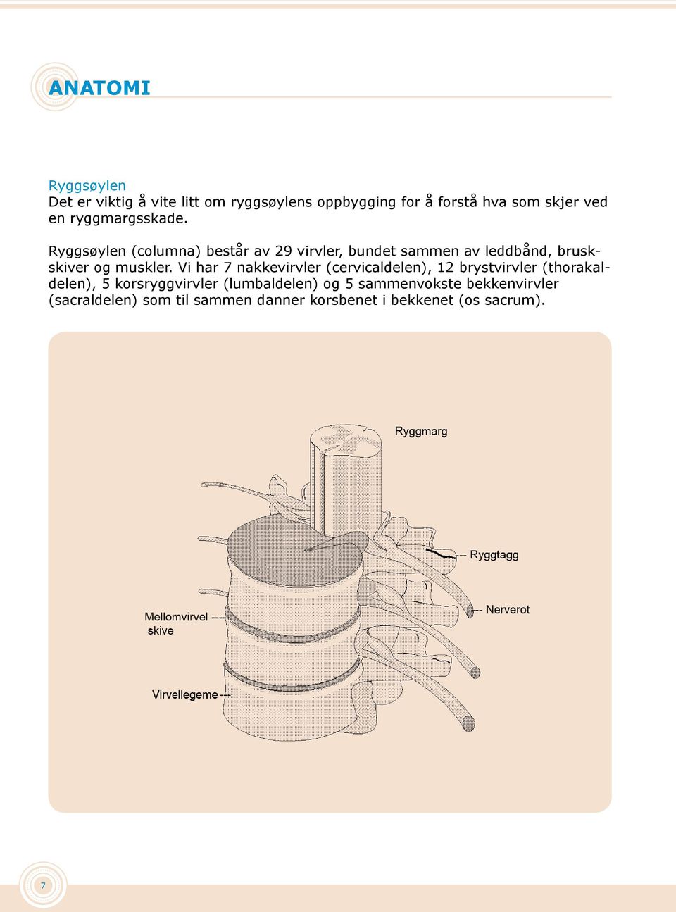 Ryggsøylen (columna) består av 29 virvler, bundet sammen av leddbånd, bruskskiver og muskler.
