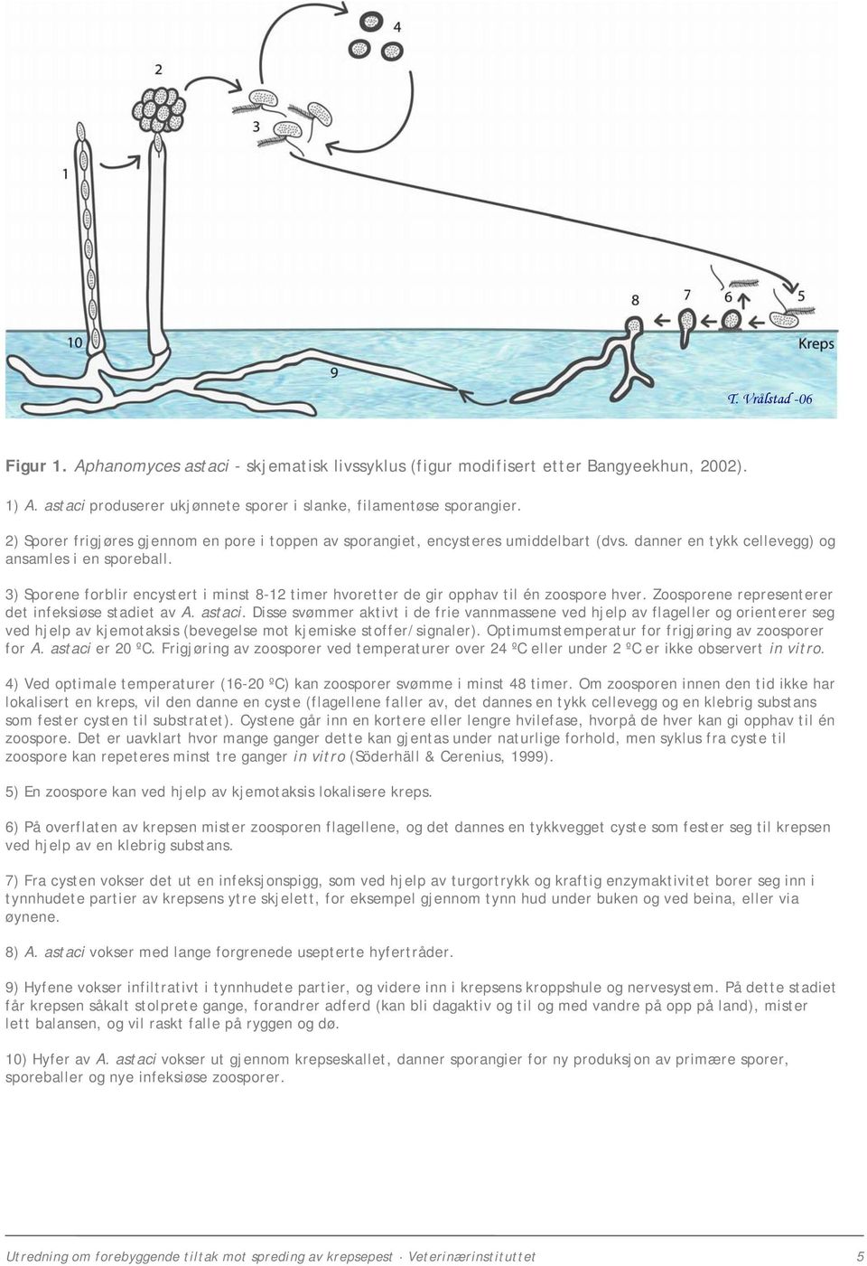 3) Sporene forblir encystert i minst 8-12 timer hvoretter de gir opphav til én zoospore hver. Zoosporene representerer det infeksiøse stadiet av A. astaci.