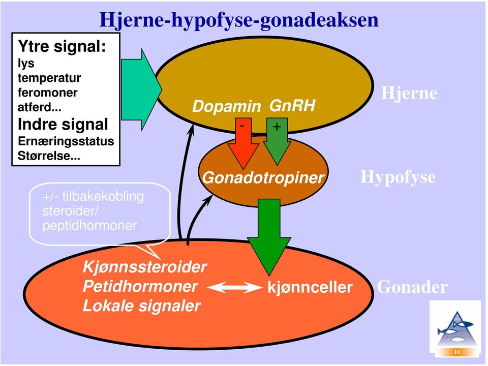 .. +/- tilbakekobling steroider/ peptidhormoner