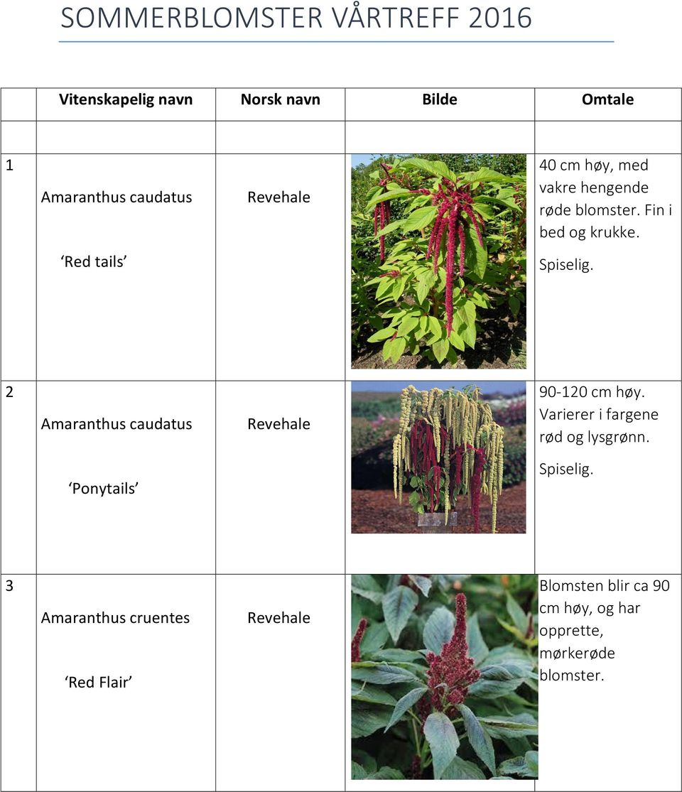 2 Amaranthus caudatus Revehale 90-120 cm høy. Varierer i fargene rød og lysgrønn.