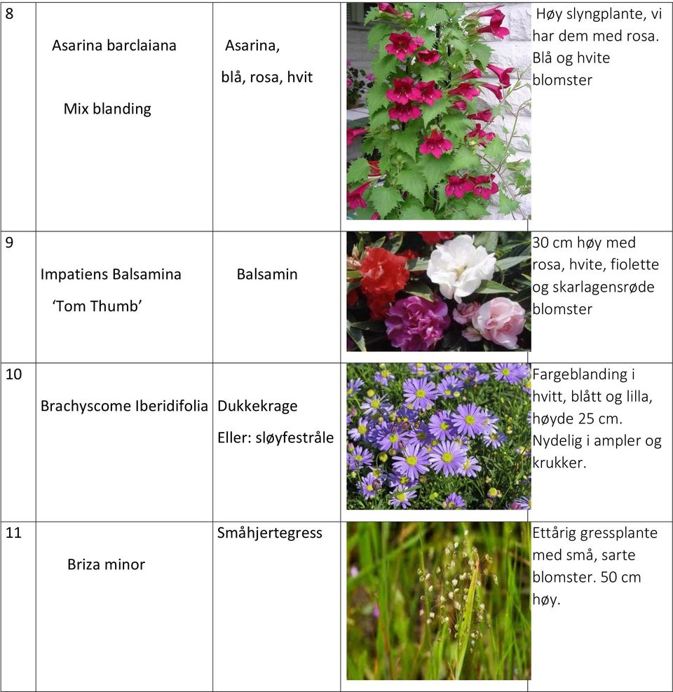 og skarlagensrøde blomster 10 Brachyscome Iberidifolia Dukkekrage Eller: sløyfestråle Fargeblanding i hvitt,