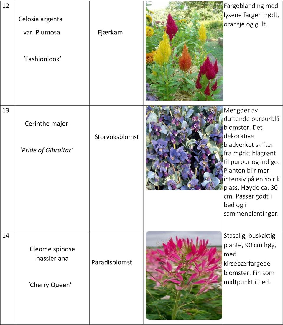 Det dekorative bladverket skifter fra mørkt blågrønt til purpur og indigo. Planten blir mer intensiv på en solrik plass. Høyde ca.