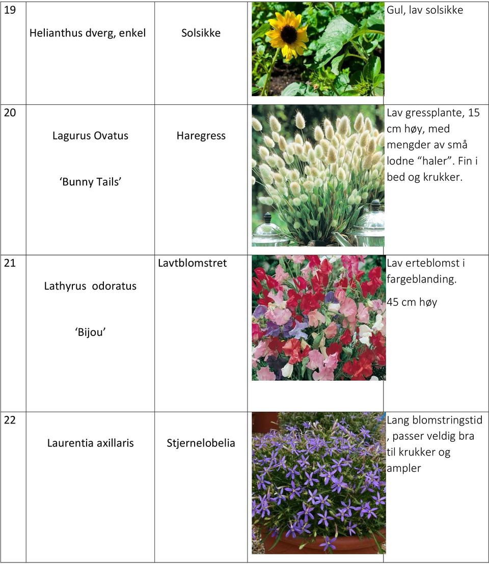 Fin i bed og krukker. 21 Lathyrus odoratus Lavtblomstret Lav erteblomst i fargeblanding.