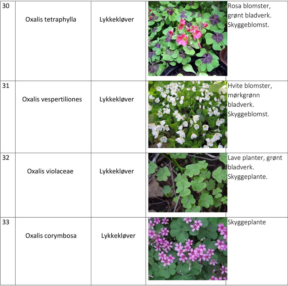 31 Oxalis vespertiliones Lykkekløver Hvite blomster, mørkgrønn bladverk.