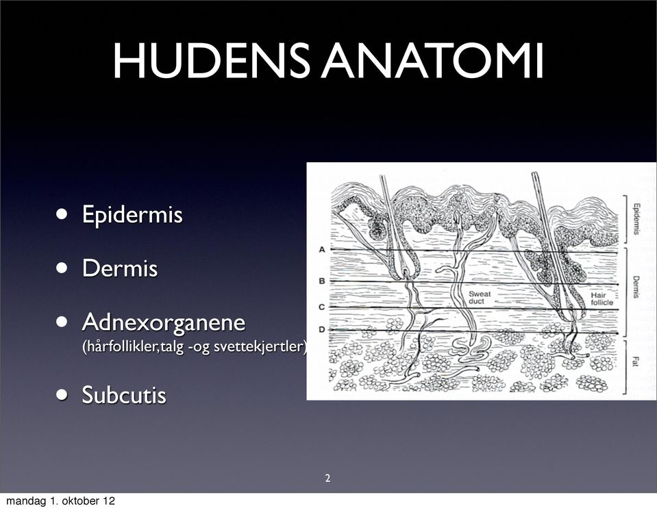 Adnexorganene