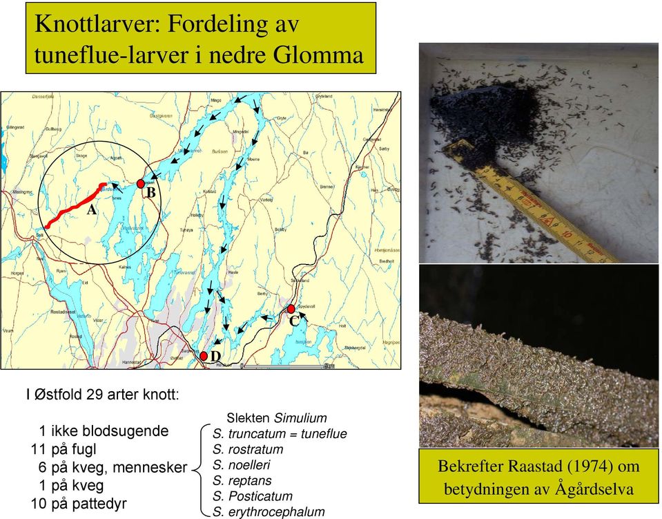 D Slekten Simulium S. truncatum = tuneflue S. rostratum S. noelleri S. reptans S.