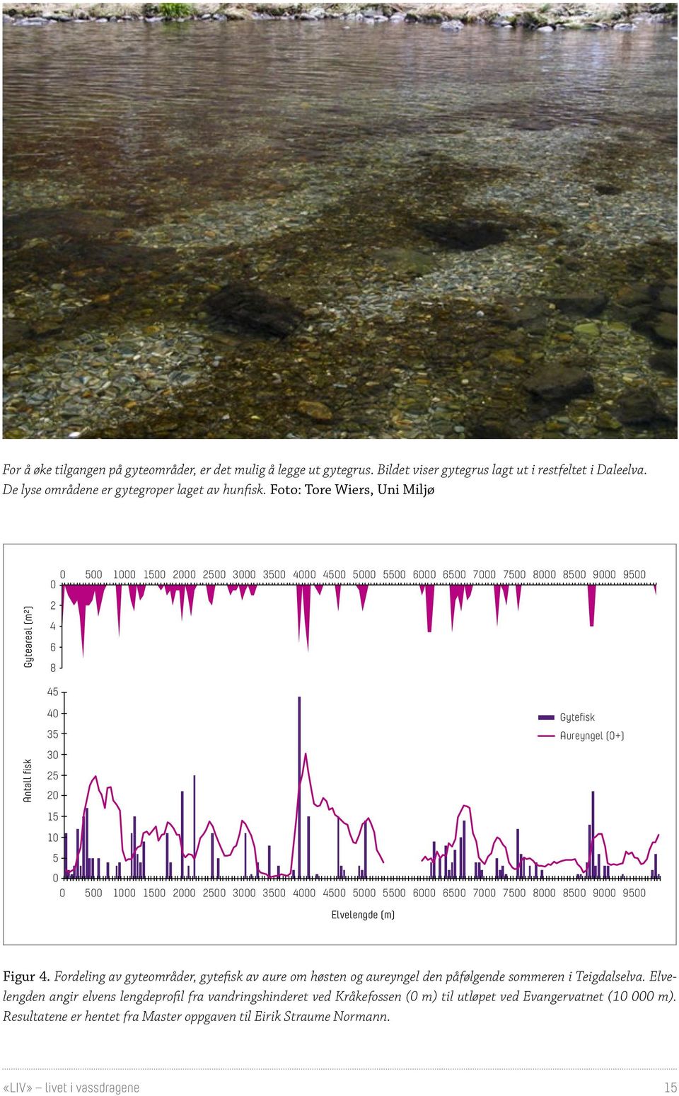 55 6 65 7 75 8 85 9 95 Elvelengde (m) Figur 4. Fordeling av gyteområder, gytefisk av aure om høsten og aureyngel den påfølgende sommeren i Teigdalselva.