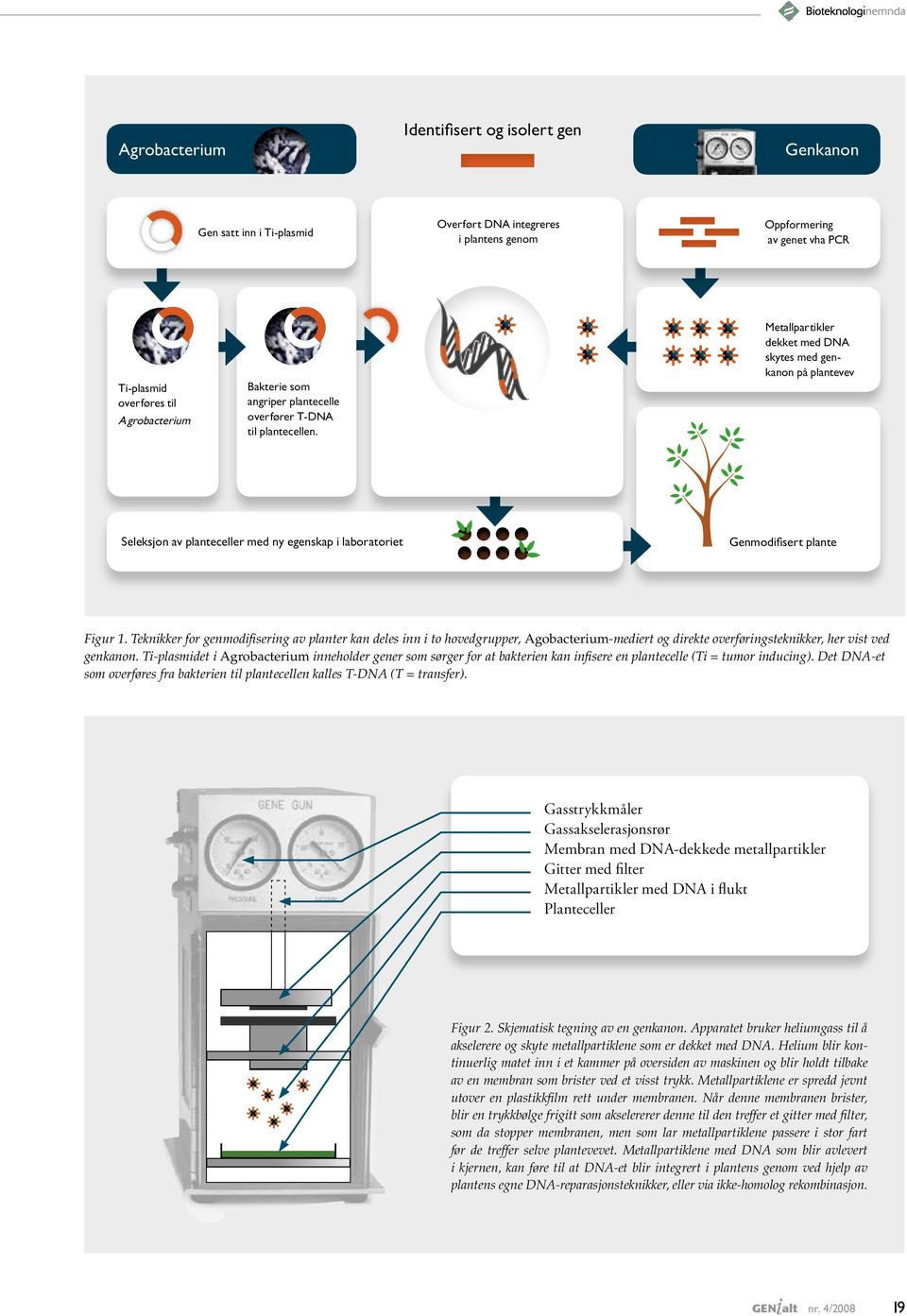 Metallpartikler dekket med DNA skytes med genkanon på plantevev Seleksjon av planteceller med ny egenskap i laboratoriet Genmodifisert plante Figur 1.