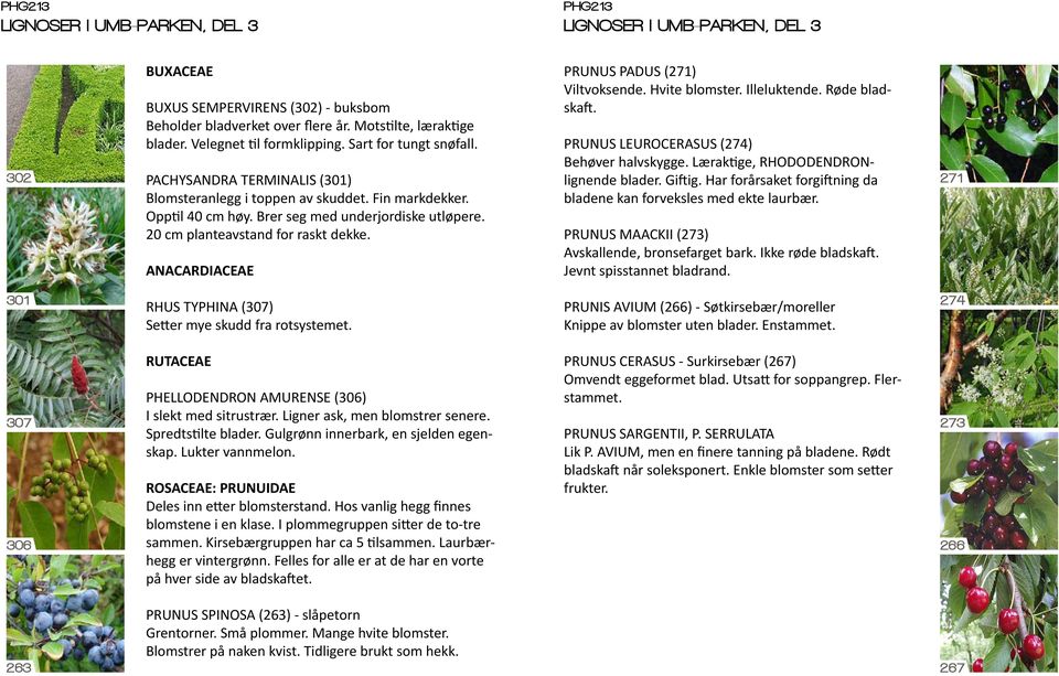 ANACARDIACEAE PRUNUS PADUS (271) Viltvoksende. Hvite blomster. Illeluktende. Røde bladskaft. PRUNUS LEUROCERASUS (274) Behøver halvskygge. Læraktige, RHODODENDRONlignende blader. Giftig.
