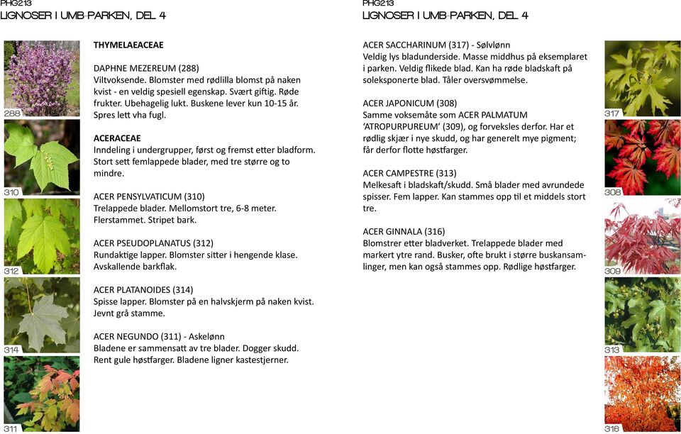 ACER PENSYLVATICUM (310) Trelappede blader. Mellomstort tre, 6-8 meter. Flerstammet. Stripet bark. ACER PSEUDOPLANATUS (312) Rundaktige lapper. Blomster sitter i hengende klase. Avskallende barkflak.