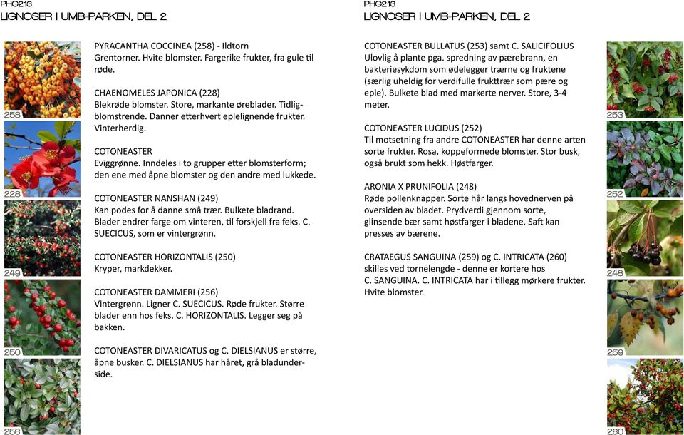 COTONEASTER NANSHAN (249) Kan podes for å danne små trær. Bulkete bladrand. Blader endrer farge om vinteren, til forskjell fra feks. C. SUECICUS, som er vintergrønn. COTONEASTER BULLATUS (253) samt C.