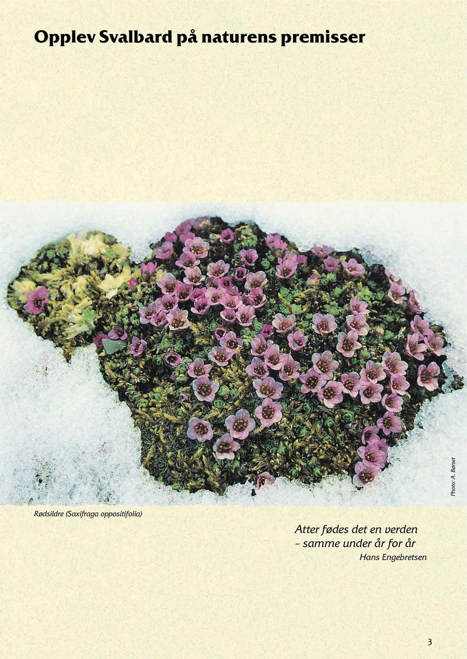 Børset Rødsildre (Saxifraga oppositifolia)