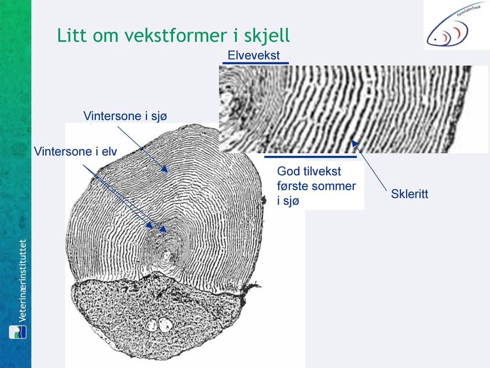 Vintersone i elv God tilvekst