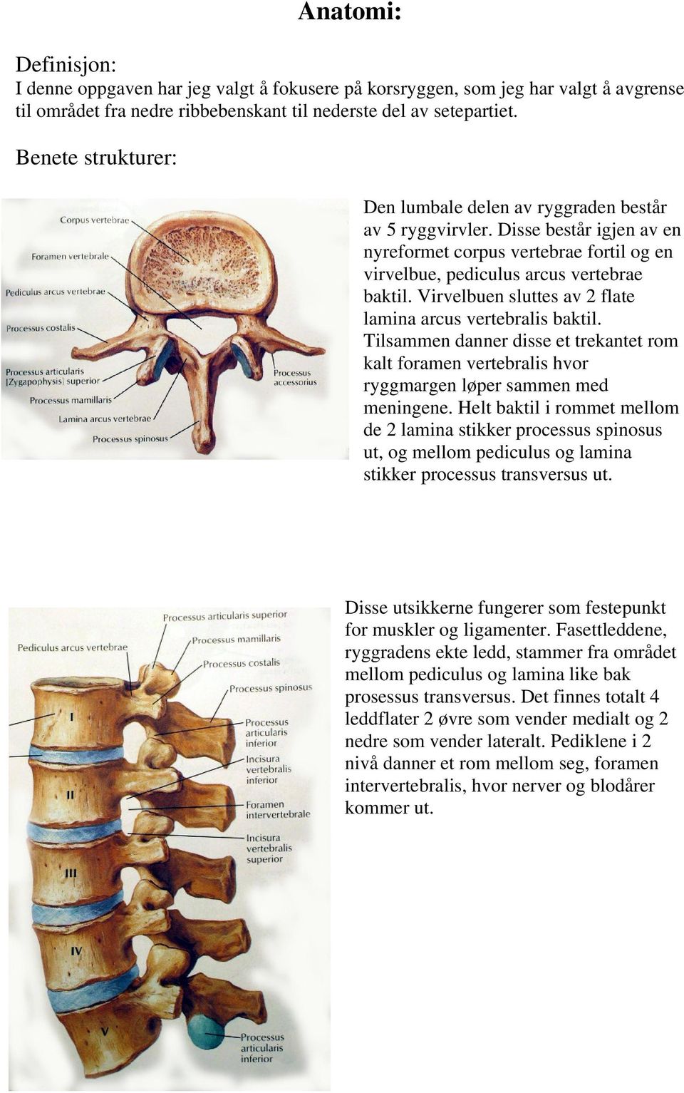 Virvelbuen sluttes av 2 flate lamina arcus vertebralis baktil. Tilsammen danner disse et trekantet rom kalt foramen vertebralis hvor ryggmargen løper sammen med meningene.