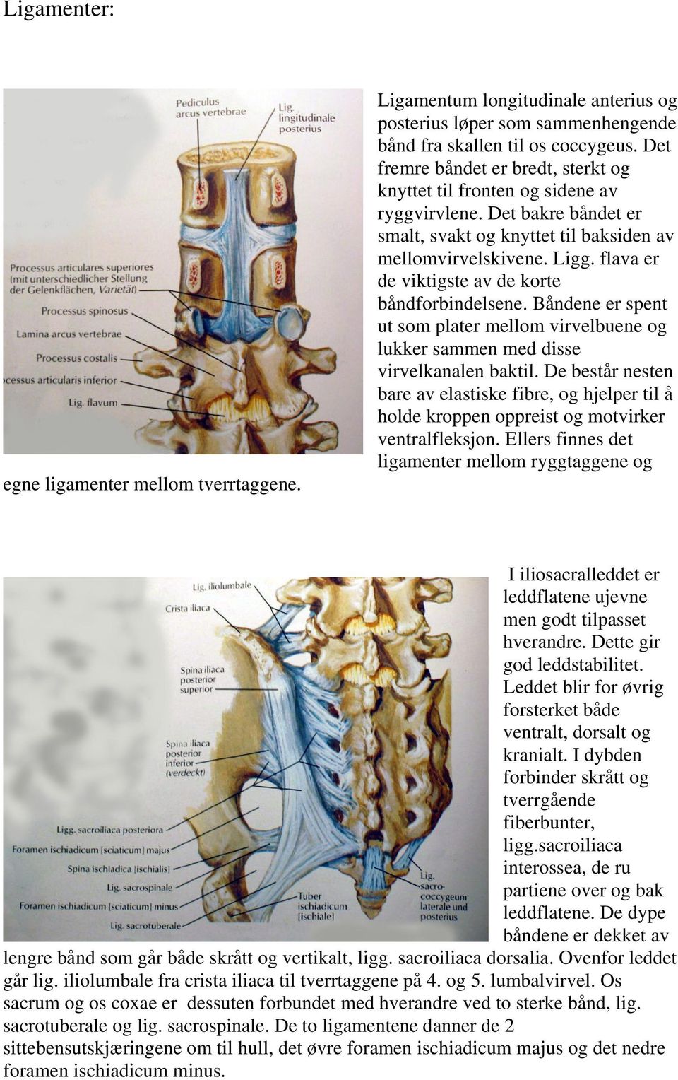 flava er de viktigste av de korte båndforbindelsene. Båndene er spent ut som plater mellom virvelbuene og lukker sammen med disse virvelkanalen baktil.